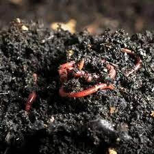 Vermicompost
